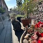 Schwalbenwohnung Appartement